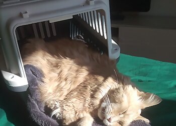 AniCura Mönchengladbach-Venn image AniCura Mönchengladbach-Venn