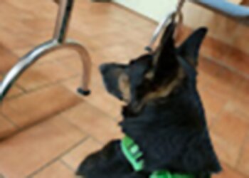 AniCura Potsdam photo AniCura Potsdam