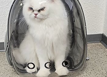 AniCura Tierärztliche Praxis für Kleintiere Krefeld photo AniCura Tierärztliche Praxis für Kleintiere Krefeld