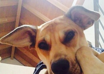 AniCura Wiesbaden Schierstein GmbH image AniCura Wiesbaden Schierstein GmbH