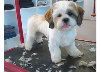BLACK & WHITE Dogs Coiffeur and More
