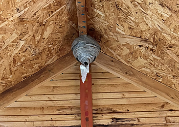 BRUMMER Schädlingsbekämpfung Nürnberg image BRUMMER Schädlingsbekämpfung Nürnberg