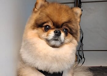 Beates Hundesalon photo Beates Hundesalon