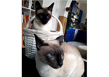 Bianka Pilzweger Katzensitting, Tierbetreuung und Tiermalerei image Bianka Pilzweger Katzensitting, Tierbetreuung und Tiermalerei