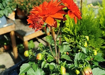 Blumen Kuck image Blumen Kuck