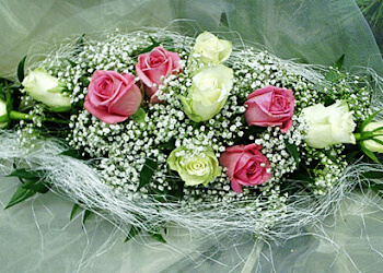 Blumen Steinauer photo Blumen Steinauer