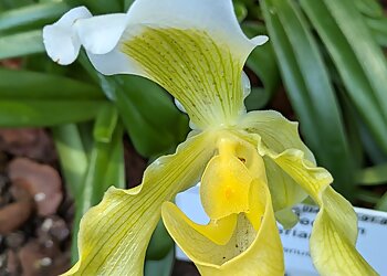 Botanischer Garten und Botanisches Museum Berlin image Botanischer Garten und Botanisches Museum Berlin