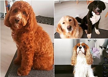 Bunter Hund Hundesalon & Shop image Bunter Hund Hundesalon & Shop