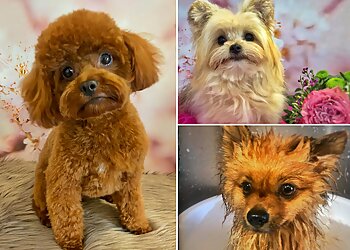 Canis Beauty image Canis Beauty