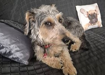 Carnis Hundewelt image Carnis Hundewelt