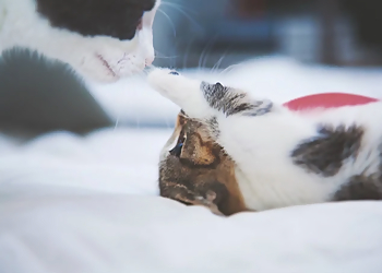 CatSit-Ihre mobile Katzen-und Haustierbetreuung photo CatSit-Ihre mobile Katzen-und Haustierbetreuung