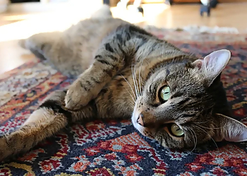 CatSit-Ihre mobile Katzen-und Haustierbetreuung image CatSit-Ihre mobile Katzen-und Haustierbetreuung