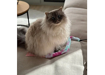 Cat Sitter Couple | Katzensitter Couple image Cat Sitter Couple | Katzensitter Couple