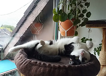 Cats at Home-Mobile Kleintierbetreuung image Cats at Home-Mobile Kleintierbetreuung