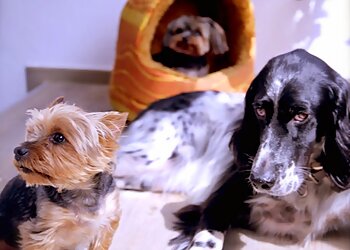 City Dogs Leipzig photo City Dogs Leipzig