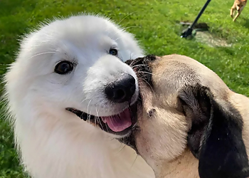 DOGSITTER LEIPZIG DOGSITTER LEIPZIG