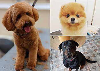 DOGing Station Hundesalons image DOGing Station Hundesalons