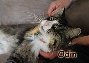 Die Katzensitter photo Die Katzensitter