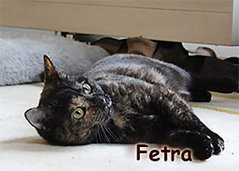 Die Katzensitter image Die Katzensitter