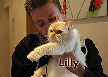 Die Katzensitter Die Katzensitter