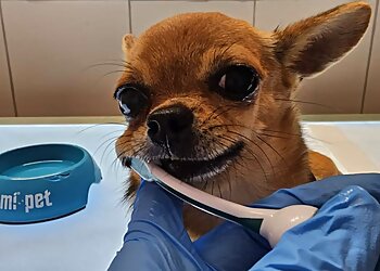 Dog Barber BEST HANDS for BEST Friends photo Dog Barber BEST HANDS for BEST Friends