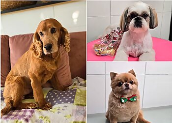 Dog Barber BEST HANDS for BEST Friends image Dog Barber BEST HANDS for BEST Friends