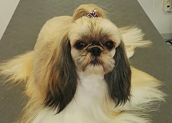 Dog Cat Fashion Line image Dog Cat Fashion Line