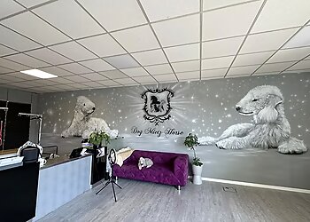 Dog Mietz Horse photo Dog Mietz Horse