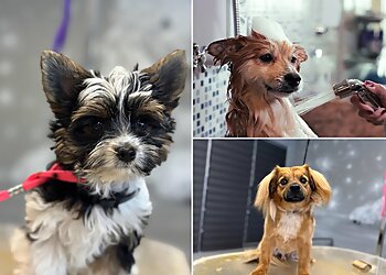 Dog Mietz Horse image Dog Mietz Horse