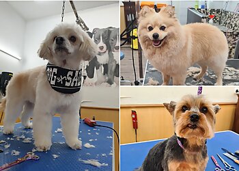 Dog-Styling-Saloon image Dog-Styling-Saloon