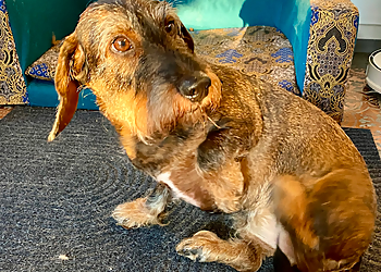 Doggy Style Hundepflege photo Doggy Style Hundepflege