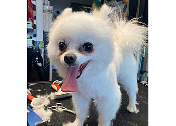 Doggy Style Hundepflege image Doggy Style Hundepflege