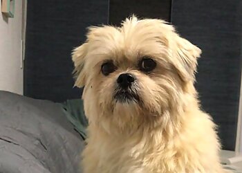 Doggy's Beauty Shop image Doggy's Beauty Shop