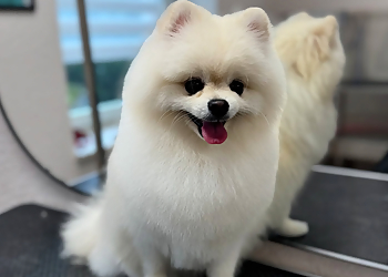 DogsRoom Hundesalon Wuppertal image DogsRoom Hundesalon Wuppertal