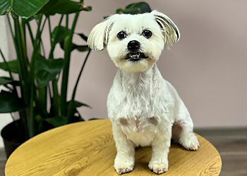 DogsRoom Hundesalon Wuppertal DogsRoom Hundesalon Wuppertal