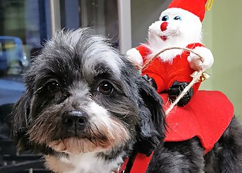 Dogs an der Kö photo Dogs an der Kö