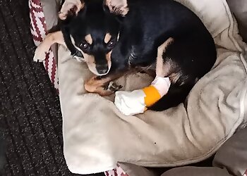 Dr. Riedel & Dr. Riedel Tierärztliche Gemeinschaftspraxis image Dr. Riedel & Dr. Riedel Tierärztliche Gemeinschaftspraxis