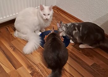 Dr. Stephan Baumeister image Dr. Stephan Baumeister