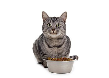 Dr. med. vet. Ilka Fuhrmann photo Dr. med. vet. Ilka Fuhrmann