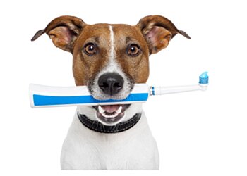 Dr. med. vet. Ilka Fuhrmann image Dr. med. vet. Ilka Fuhrmann