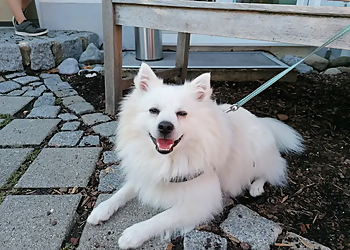 Dr.med.vet. Ulf-Dieter Pauling image Dr.med.vet. Ulf-Dieter Pauling