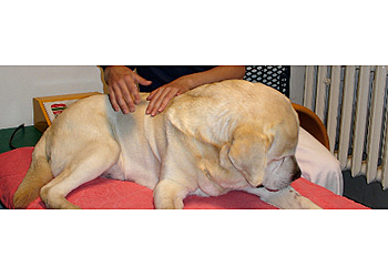 Fachtierarzt-Zentrum für Kleintiere Dr. Bodo Kröll & Kollegen image Fachtierarzt-Zentrum für Kleintiere Dr. Bodo Kröll & Kollegen