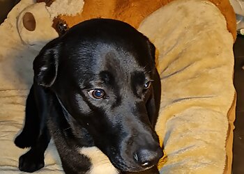 Fachtierarztpraxis Alexander Virnich image Fachtierarztpraxis Alexander Virnich