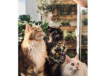Felis Catus Katzenbetreuung image Felis Catus Katzenbetreuung