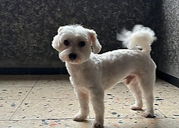 Fell‘Amore Dog Spa by Alba image Fell‘Amore Dog Spa by Alba