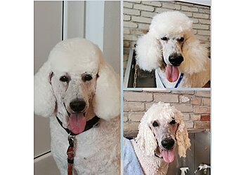 FellFormat Hundesalon & Fellpflege für Katzen image FellFormat Hundesalon & Fellpflege für Katzen