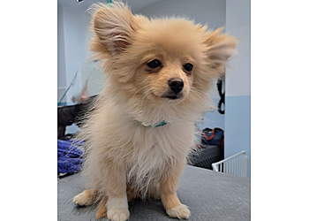 Fellzauber Hundesalon Bochum photo Fellzauber Hundesalon Bochum