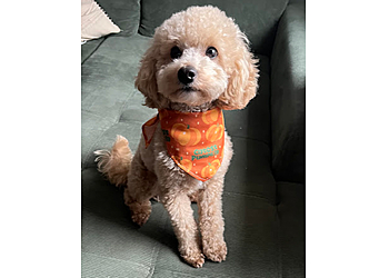 Fellzauber Hundesalon Bochum image Fellzauber Hundesalon Bochum