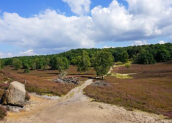 Fischbeker Heide photo Fischbeker Heide