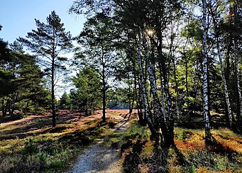 Fischbeker Heide image Fischbeker Heide